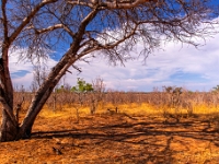 Rezerwat w Chobe (Botswana)